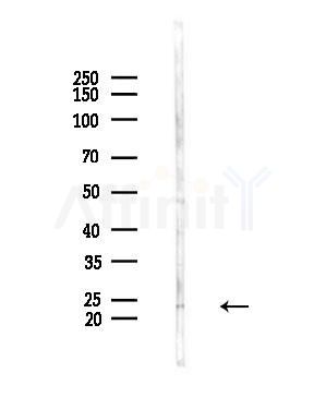 MRP-L48 Antibody - Western blot analysis of lysates from COLO205 cells(heat-shock,45min treatment), using MRP-L48 Antibody at 1/1000 dilution.