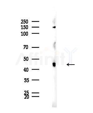 NMUR1 Antibody - Western blot analysis of lysates from Mouse brain, using NMUR1 Antibody at 1/1000 dilution.