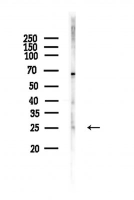 NRIP3 Antibody - Western blot analysis of lysates from Hela cells, using NRIP3 Antibody at 1/1000 dilution.