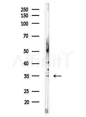 Olfactory receptor 13C8 Antibody - Western blot analysis of lysates from MDA-MB-231 cells(heat-shock,45min treatment), using Olfactory receptor 13C8 Antibody at 1/1000 dilution.