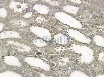 Olfactory receptor 2A42 Antibody - AF9138 at 1/100 staining human normal kidney tissue by IHC-P.