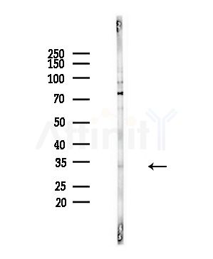 Olfactory receptor 2C3 Antibody - Western blot analysis of lysates from PC12 cells(starvation,24h treatment), using Olfactory receptor 2C3 Antibody at 1/1000 dilution.
