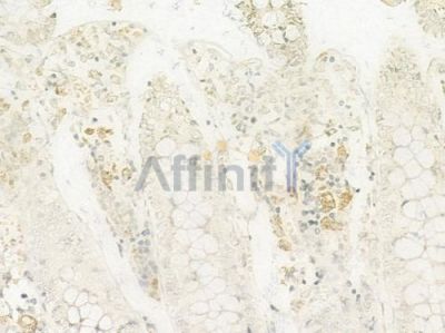 Olfactory receptor 2C3 Antibody - AF9139 at 1/100 staining human normal colon tissue by IHC-P.