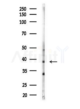 Olfactory receptor 52K1 Antibody - Western blot analysis of lysates from MDA-MB-231 cells(heat-shock,45min treatment), using Olfactory receptor 52K1 Antibody at 1/1000 dilution.