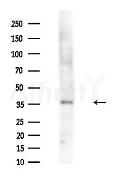 Olfactory receptor 5AP2 Antibody - Western blot analysis of extracts from Mouse testis, using Olfactory receptor 5AP2 Antibody at 1/1000 dilution.