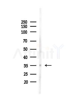 Olfactory receptor 5AP2 Antibody - Western blot analysis of lysates from Mouse testis, using Olfactory receptor 5AP2 Antibody at 1/1000 dilution.