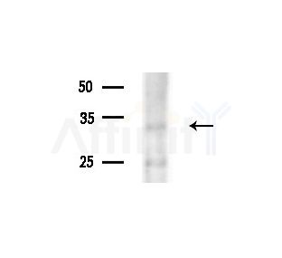 Olfactory receptor 5B12 Antibody - Western blot analysis of extracts from B16F10-LUC cells(starvation,24h treatment), using Olfactory receptor 5B12 Antibody at 1/1000 dilution.