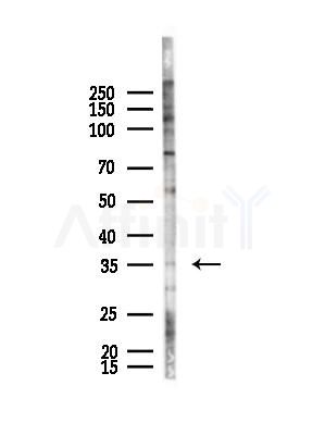 Olfactory receptor 5B12 Antibody - Western blot analysis of lysates from B16F10-LUC cells(starvation,24h treatment), using Olfactory receptor 5B12 Antibody at 1/1000 dilution.