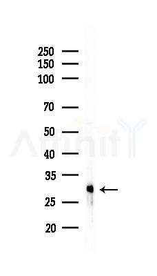 OTUB2 Antibody - Western blot analysis of lysates from RAW264.