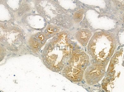 PDE4B/C/D Antibody - AF9151 at 1/100 staining mouse skin tissue by IHC-P.