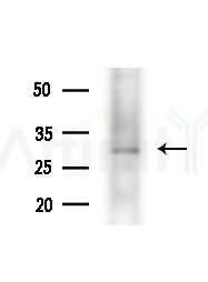 Peropsin Antibody - Western blot analysis of extracts from Mouse testis, using Peropsin Antibody at 1/1000 dilution.