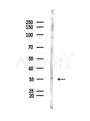 Peropsin Antibody - Western blot analysis of lysates from Mouse testis, using Peropsin Antibody at 1/1000 dilution.