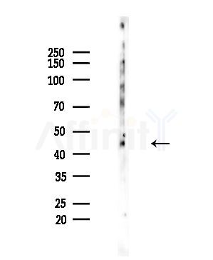 PLA1A Antibody - Western blot analysis of lysates from EC304 cells, using PLA1A Antibody at 1/1000 dilution.