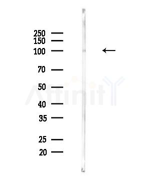 POLR3B Antibody - Western blot analysis of lysates from Mouse brain, using POLR3B Antibody at 1/1000 dilution.