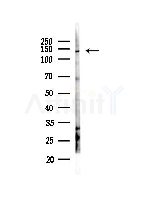 QSK Antibody - Western blot analysis of lysates from Rat testis, using QSK Antibody at 1/1000 dilution.