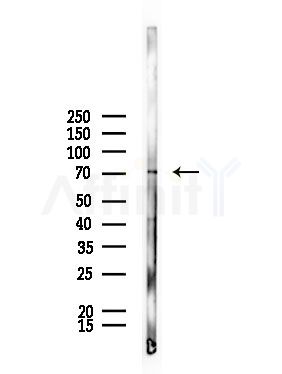 Rab11-FIP4 Antibody - Western blot analysis of lysates from Mouse testis, using Rab11-FIP4 Antibody at 1/1000 dilution.