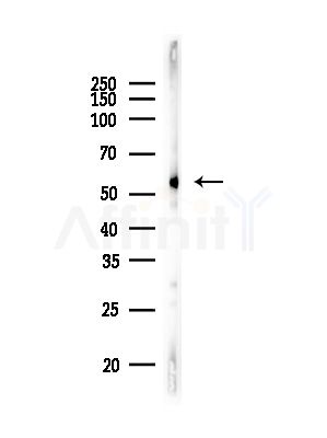 RCC2 Antibody - Western blot analysis of lysates from RAW264.