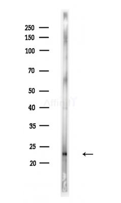 Rho G Antibody - Western blot analysis of lysates from A375 cells(LPS,4h treatment), using Rho G Antibody at 1/1000 dilution.