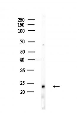 Rho G Antibody - Western blot analysis of lysates from Hela cells(heat-shock,45min treatment), using Rho G Antibody at 1/1000 dilution.