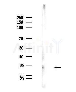 Ribosomal Protein S2 Antibody - Western blot analysis of lysates from Mouse brain, using Ribosomal Protein S2 Antibody at 1/1000 dilution.