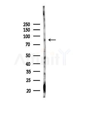 Rsk-4 Antibody - Western blot analysis of lysates from Mouse testis, using Rsk-4 Antibody at 1/1000 dilution.
