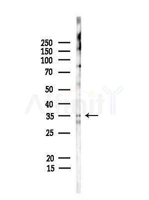 RTCD1 Antibody - Western blot analysis of lysates from Rat liver, using RTCD1 Antibody at 1/1000 dilution.