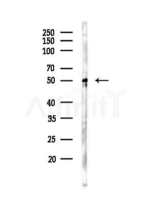 RXR gamma Antibody - Western blot analysis of lysates from Mouse brain, using RXR gamma Antibody at 1/1000 dilution.
