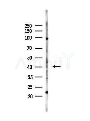 Septin 1 Antibody - Western blot analysis of lysates from Mouse testis, using Septin 1 Antibody at 1/1000 dilution.