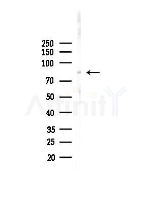 Sp3/4 Antibody - Western blot analysis of lysates from Mouse testis, using Sp3/4 Antibody at 1/1000 dilution.