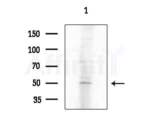 SUHW1 Antibody - Western blot analysis of extracts from PC12 cells
(LPS 4h treatment), using SUHW1 Antibody at 1/1000 dilution.