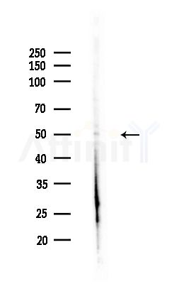 SUHW1 Antibody - Western blot analysis of lysates from PC12 cells(LPS,4h treatment), using SUHW1 Antibody at 1/1000 dilution.