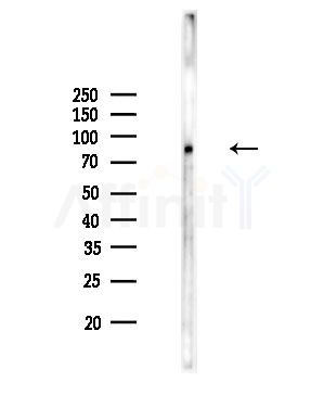 TLE4 Antibody - Western blot analysis of lysates from Rat testis, using TLE4 Antibody at 1/1000 dilution.