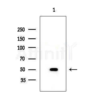 Uba5 Antibody - Western blot analysis of extracts from EC304 cells, using Uba5 Antibody at 1/1000 dilution.