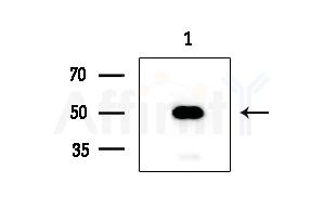 Uba5 Antibody - Western blot analysis of extracts from COLO205 cells, using Uba5 Antibody at 1/1000 dilution.