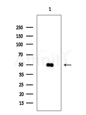 Uba5 Antibody - Western blot analysis of extracts from Rat testis, using Uba5 Antibody at 1/1000 dilution.