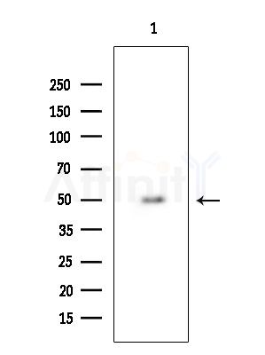 Uba5 Antibody - Western blot analysis of extracts from Mouse brain, using Uba5 Antibody at 1/1000 dilution.