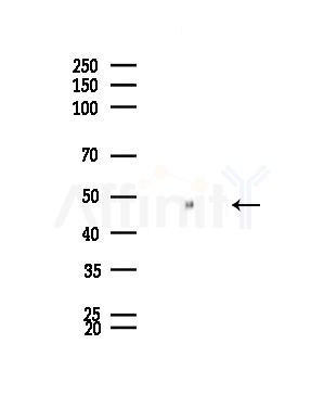 Uba5 Antibody - Western blot analysis of lysates from Mouse brain, using Uba5 Antibody at 1/1000 dilution.