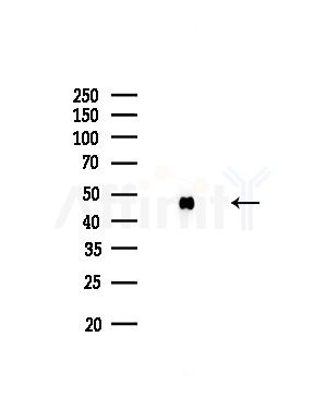 Uba5 Antibody - Western blot analysis of lysates from Rat testis, using Uba5 Antibody at 1/1000 dilution.