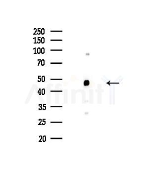 Uba5 Antibody - Western blot analysis of lysates from COLO205 cells, using Uba5 Antibody at 1/1000 dilution.