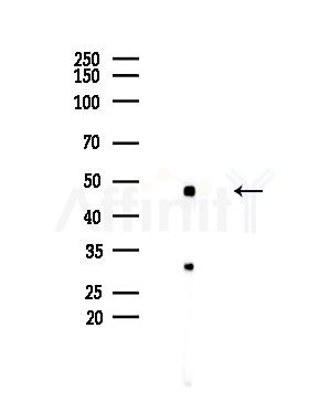 Uba5 Antibody - Western blot analysis of lysates from EC304 cells, using Uba5 Antibody at 1/1000 dilution.