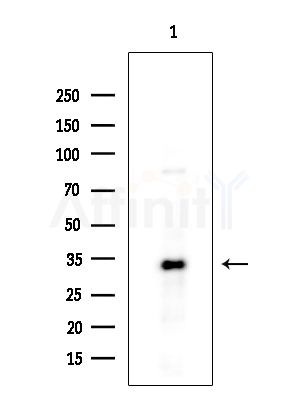 USP50 Antibody - Western blot analysis of extracts from EC304 cells, using USP50 Antibody at 1/1000 dilution.