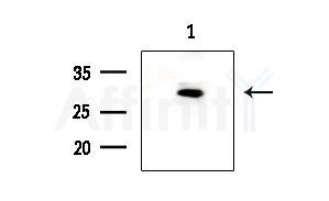 USP50 Antibody - Western blot analysis of extracts from Mouse brain, using USP50 Antibody at 1/1000 dilution.