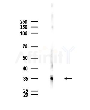 USP50 Antibody - Western blot analysis of lysates from Mouse brain, using USP50 Antibody at 1/1000 dilution.