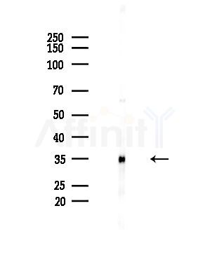 USP50 Antibody - Western blot analysis of lysates from EC304 cells, using USP50 Antibody at 1/1000 dilution.