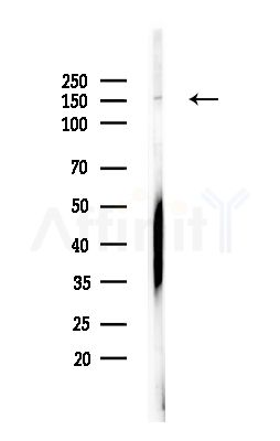 YEATS2 Antibody - Western blot analysis of lysates from RAW264.
