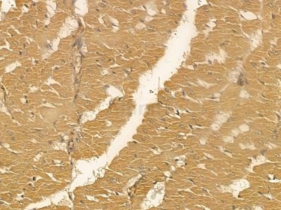 EIF5 Mouse Monoclonal Antibody - BF8550 at 1/100 staining rat heart tissue by IHC-P.
