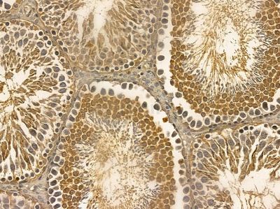 EIF5 Mouse Monoclonal Antibody - BF8550 at 1/100 staining rat testis tissue by IHC-P.