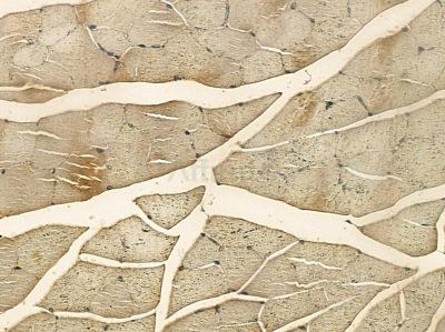 EIF5 Mouse Monoclonal Antibody - BF8550 at 1/100 staining mouse muscle tissue by IHC-P.