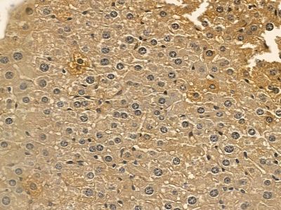 MYPT1 Mouse Monoclonal Antibody - BF8552 at 1/100 staining mouse liver tissue by IHC-P.