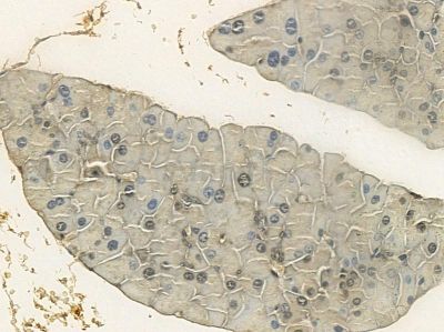 MSK2 Mouse Monoclonal Antibody - BF8553 at 1/100 staining mouse pancreatic tissue by IHC-P.
